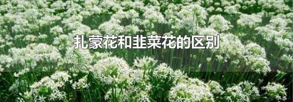 扎蒙花和韭菜花的区别