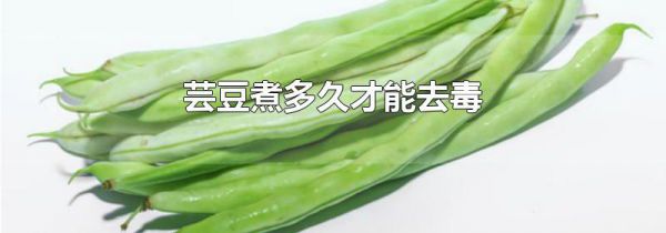 芸豆煮多久才能去毒