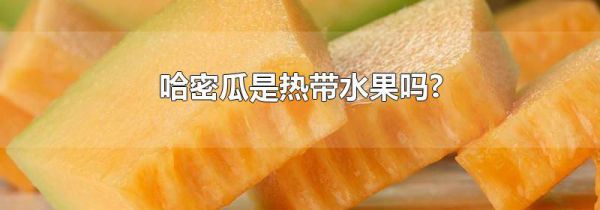哈密瓜是热带水果吗?