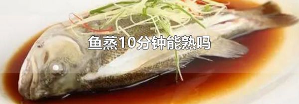 鱼蒸10分钟能熟吗