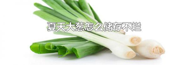夏天大葱怎么储存不烂