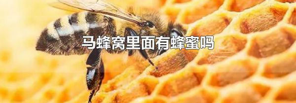 马蜂窝里面有蜂蜜吗