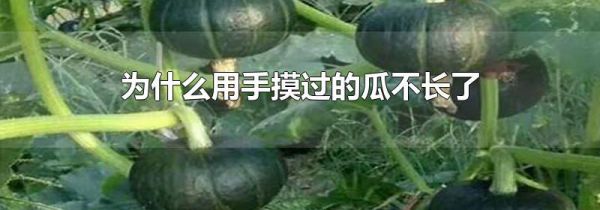 为什么用手摸过的瓜不长了
