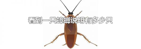 看到一只蟑螂说明有多少只