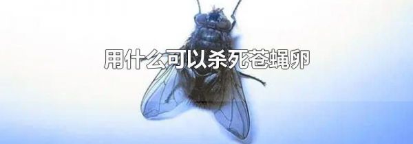用什么可以杀死苍蝇卵
