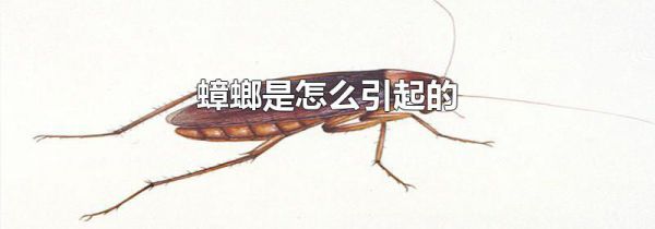 蟑螂是怎么引起的