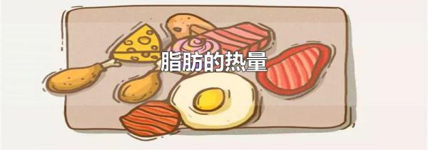 脂肪的热量