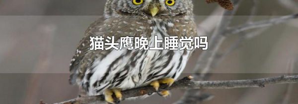 猫头鹰晚上睡觉吗