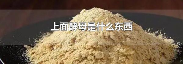 上面酵母是什么东西