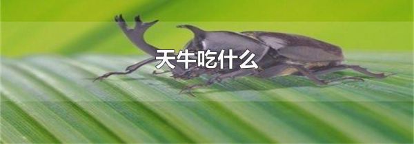 天牛吃什么