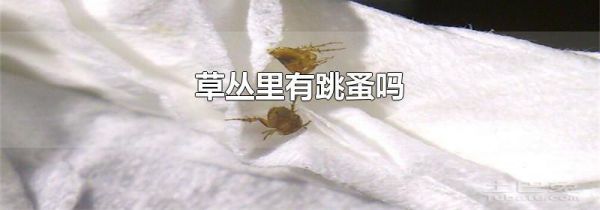 草丛里有跳蚤吗