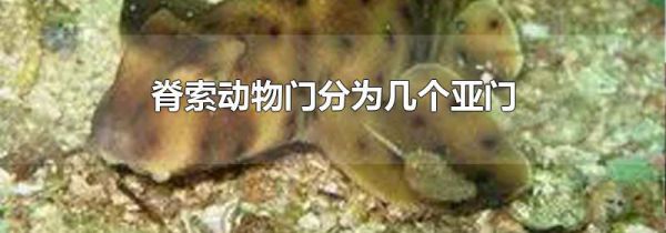 脊索动物门分为几个亚门