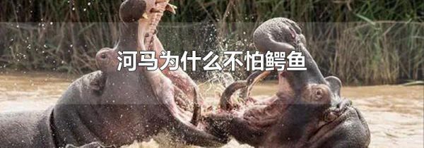 河马为什么不怕鳄鱼
