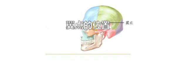 翼点的位置