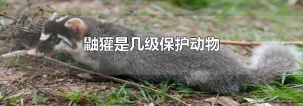 鼬獾是几级保护动物