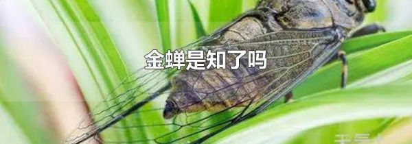 金蝉是知了吗