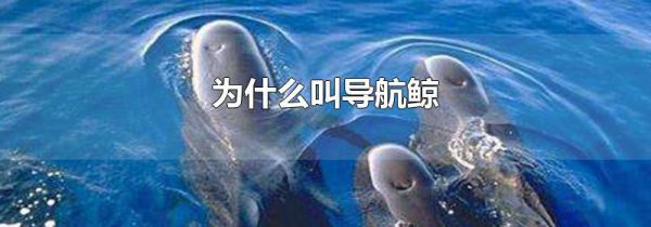 为什么叫导航鲸