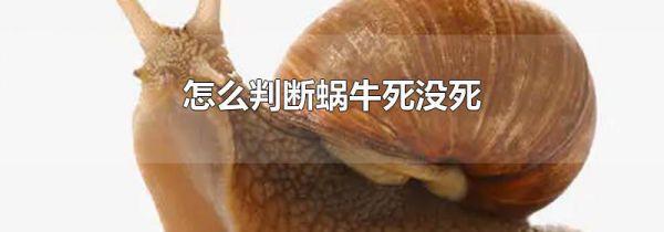 怎么判断蜗牛死没死