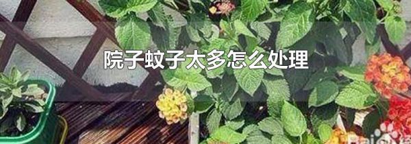 院子蚊子太多怎么处理
