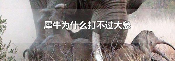 犀牛为什么打不过大象