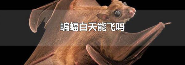 蝙蝠白天能飞吗