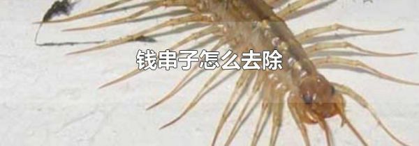 钱串子怎么去除