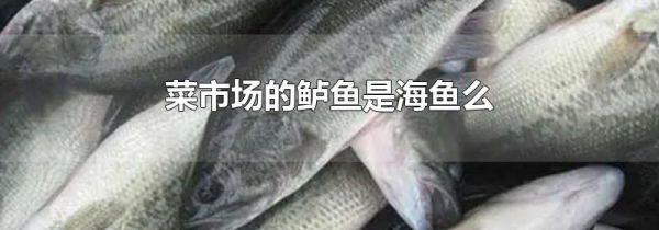 菜市场的鲈鱼是海鱼么