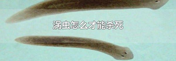 涡虫怎么才能杀死