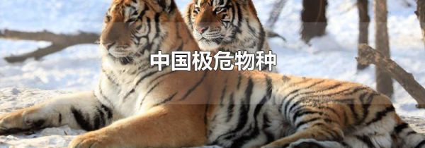 中国极危物种