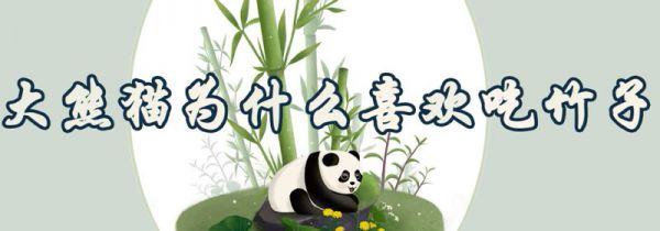 大熊猫为什么喜欢吃竹子