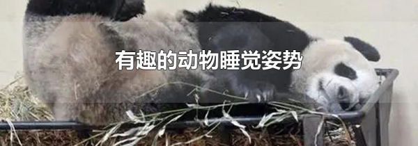 有趣的动物睡觉姿势