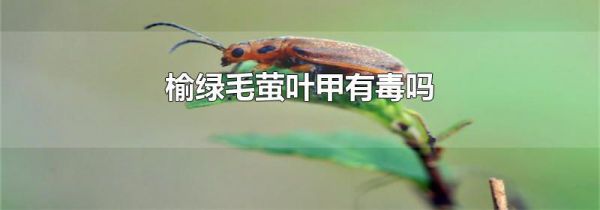 榆绿毛萤叶甲有毒吗