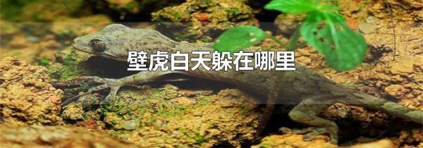 壁虎白天躲在哪里