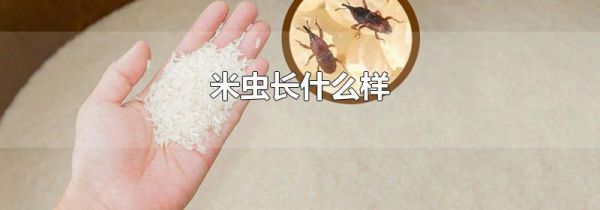 米虫长什么样