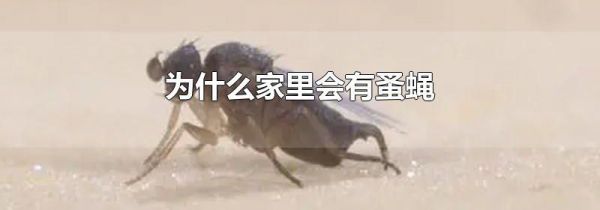 为什么家里会有蚤蝇