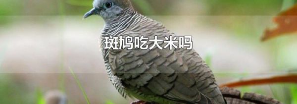 斑鸠吃大米吗