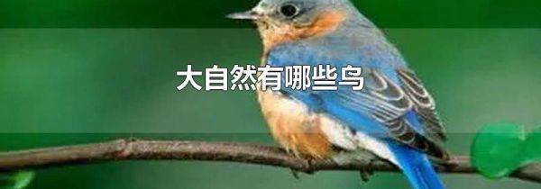 大自然有哪些鸟