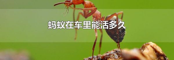 蚂蚁在车里能活多久