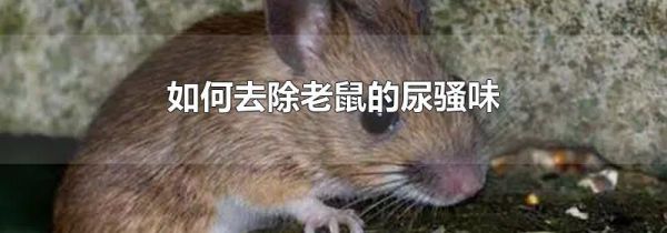 如何去除老鼠的尿骚味
