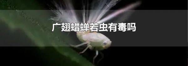 广翅蜡蝉若虫有毒吗
