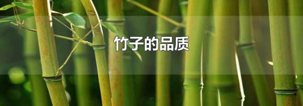 竹子的品质