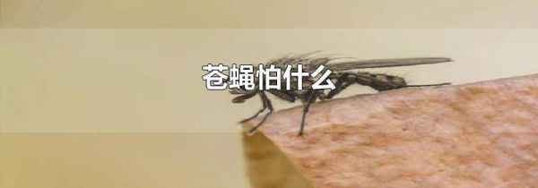 苍蝇怕什么