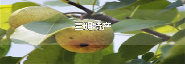 三明特产