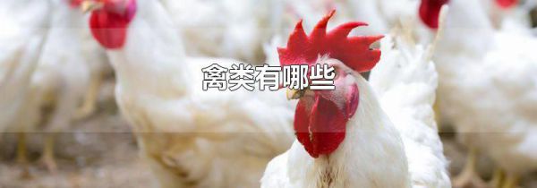 禽类有哪些