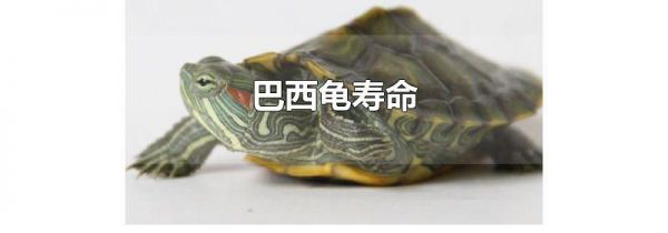 巴西龟寿命