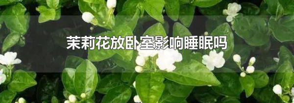 茉莉花放卧室影响睡眠吗