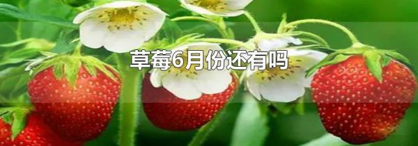 草莓6月份还有吗