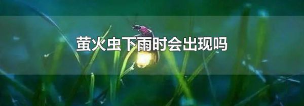 萤火虫下雨时会出现吗