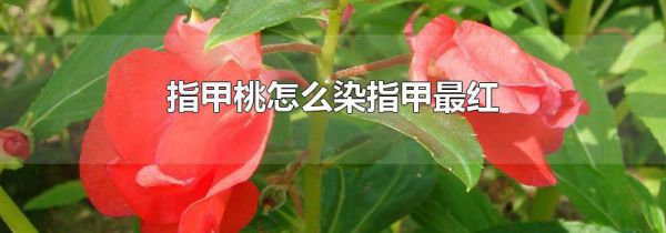 指甲桃怎么染指甲最红