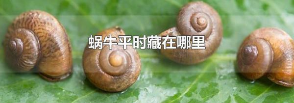 蜗牛平时藏在哪里
